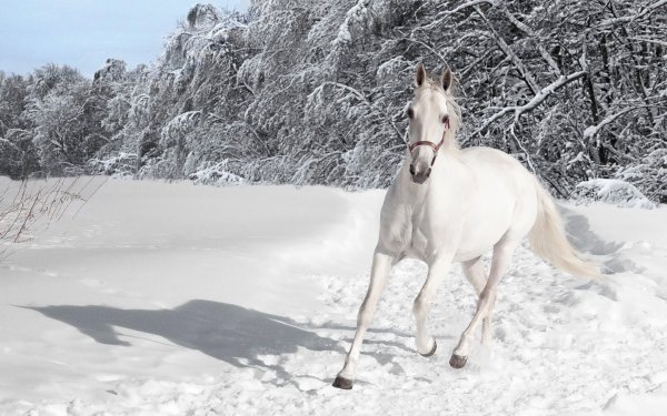 Снежная лошадь