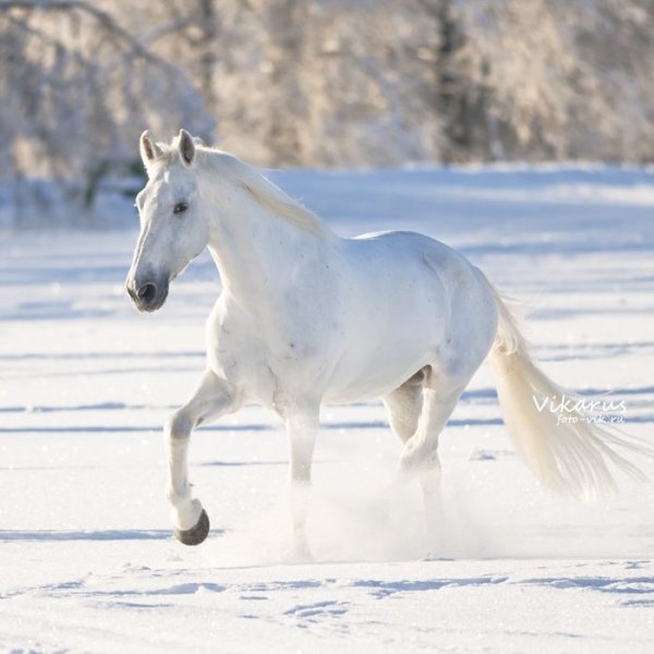 Снежная лошадь