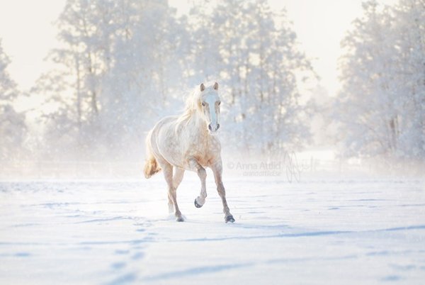 Лошадь на зимнем фоне