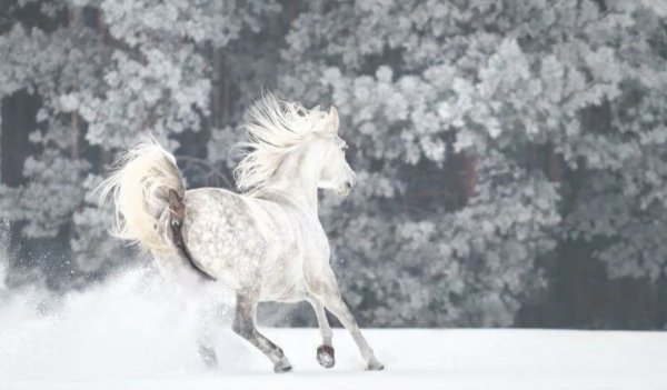 Лошадь бежит по снегу