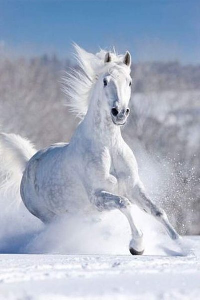 Белая лошадь в снегу