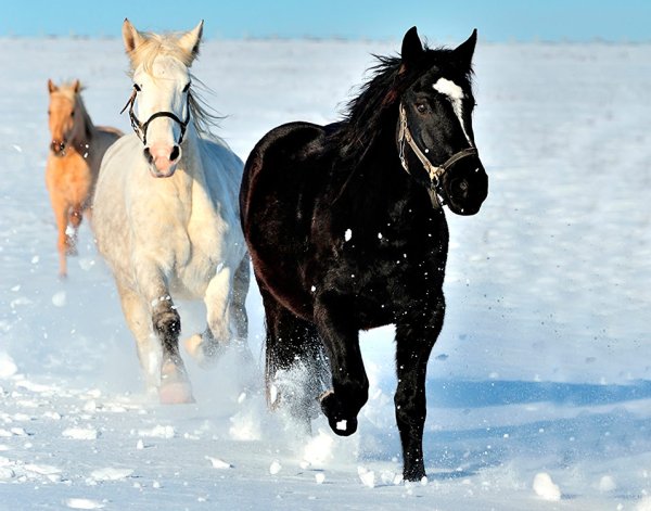 Лошадки зимой