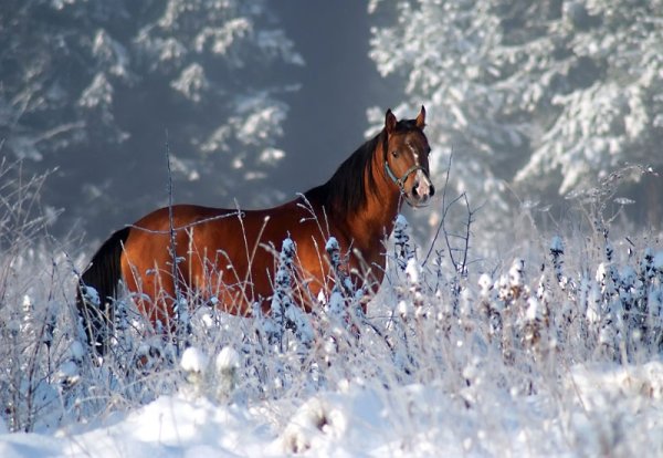 Лошади зимой