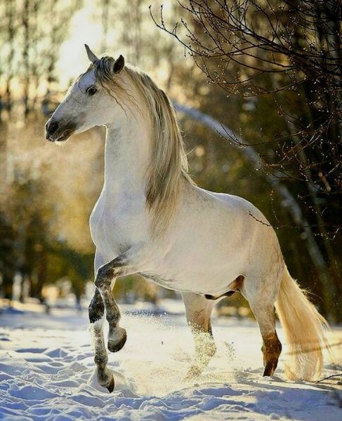 Белая лошадь