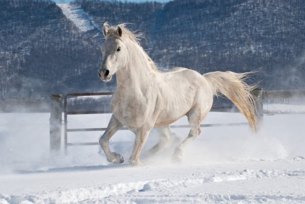 White Horse on Snow