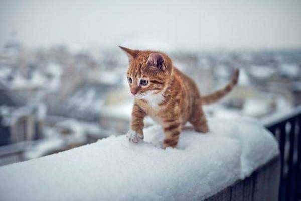 Котята зимой