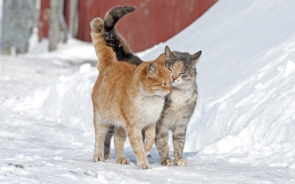 Весна и мартовские коты