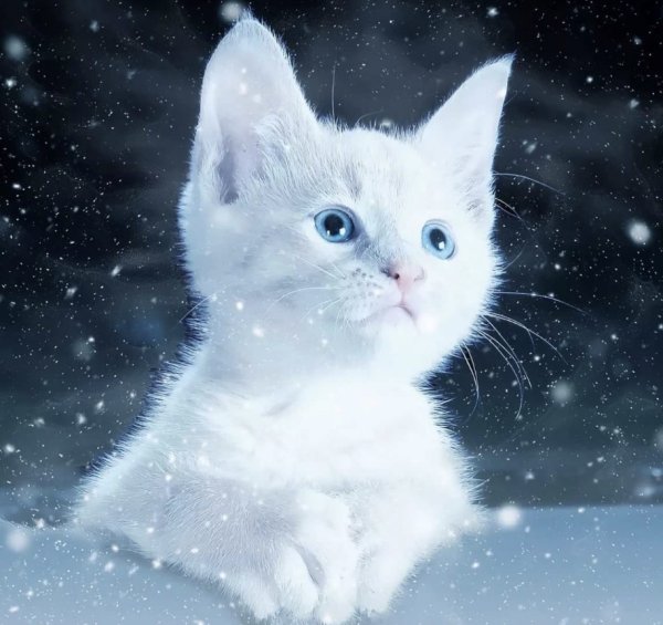 Кошка белая