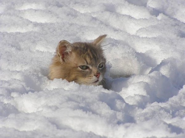 Котенок в снегу