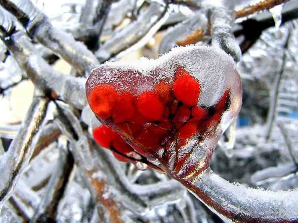 Замороженное сердце