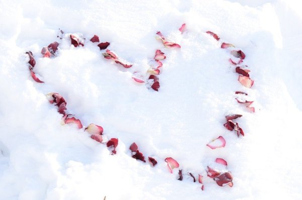 Лепестки роз на снегу
