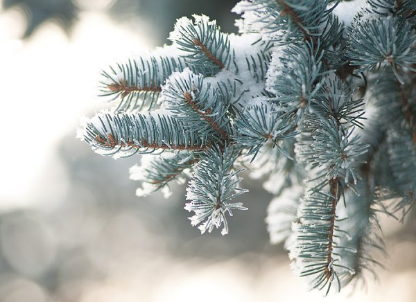 Заснеженная ветка