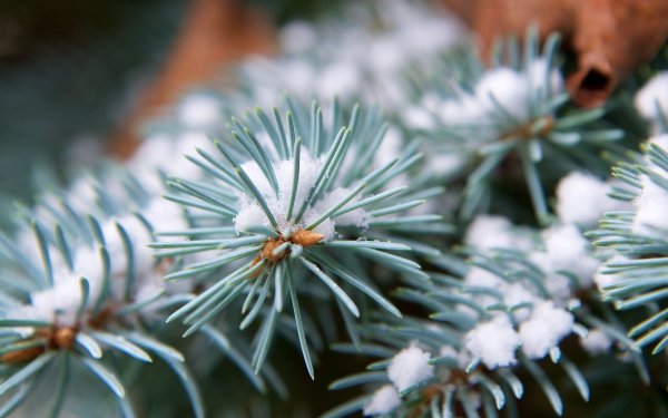 Голубая ель зимой