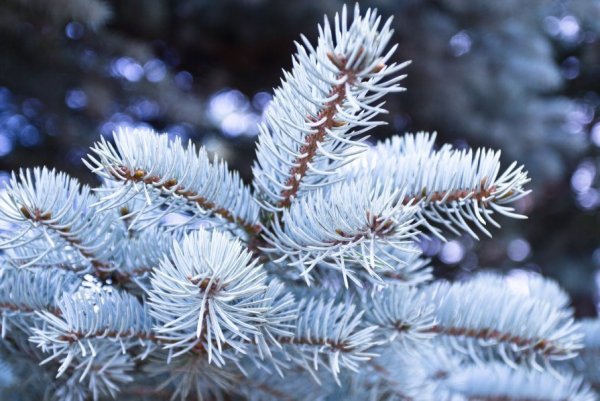 Голубая ель иней