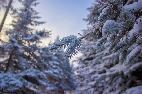 Еловые ветви в снегу
