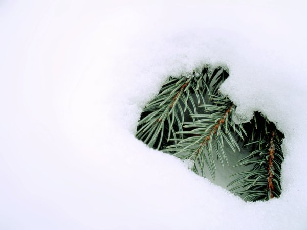 Хвоя в снегу
