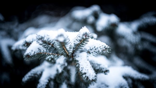 Ели в снегу