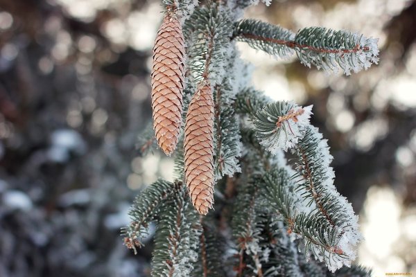 Елка с шишками зимой