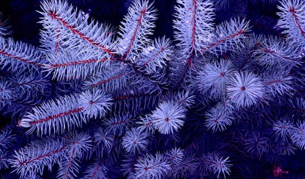 Голубая ель Новогодняя