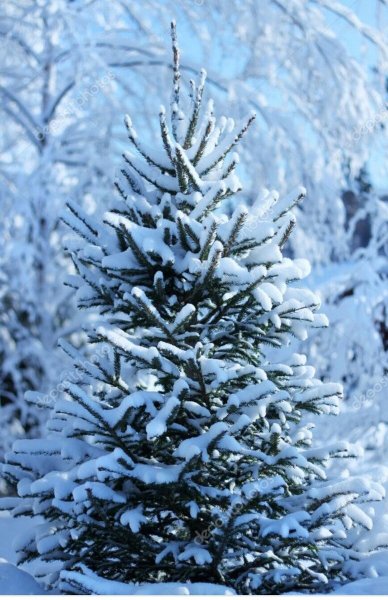 Пушистая зимняя ель