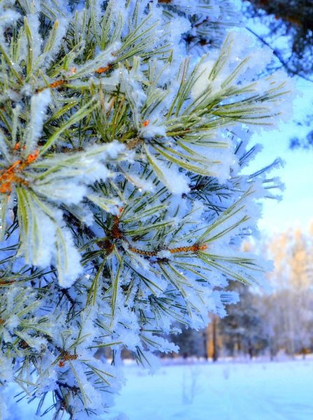 Зимняя Сосновая ветка