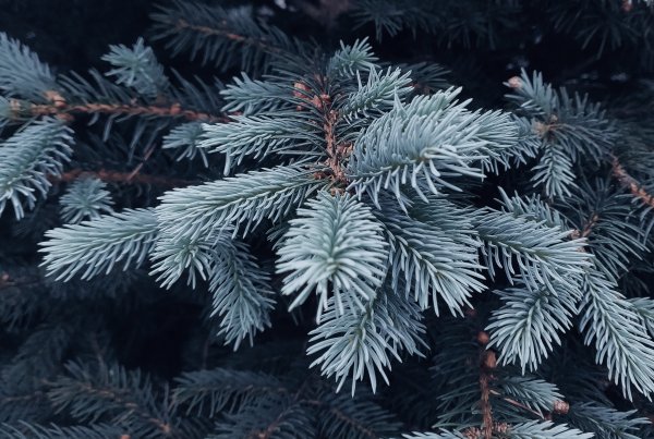 Ветка елки крупно