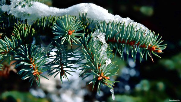 Пихта в снегу