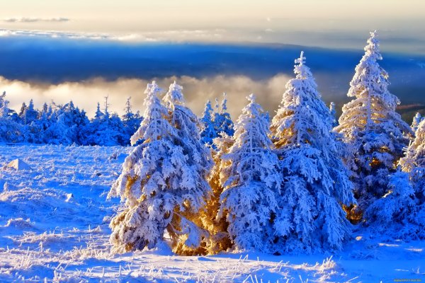 Сказочный зимний лес