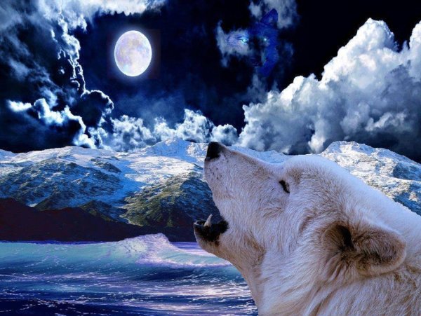 Вой на луну