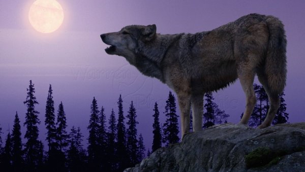 Волк на скале