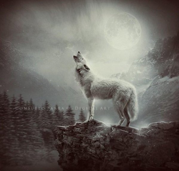 Одинокий волк на скале