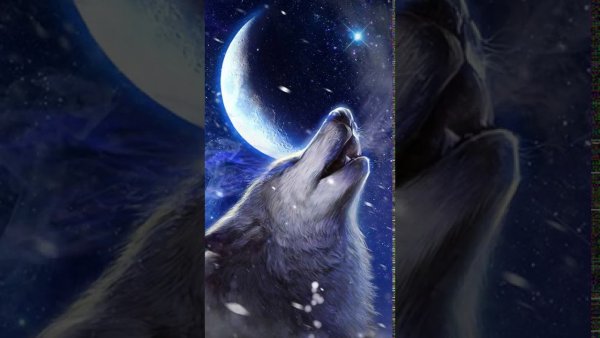 Волк воет на луну на рабочий стол