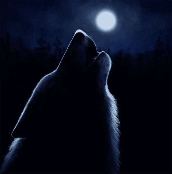 Волк воет ночью