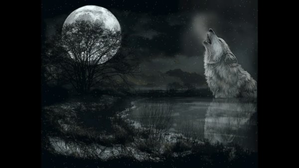 Полнолуние волк