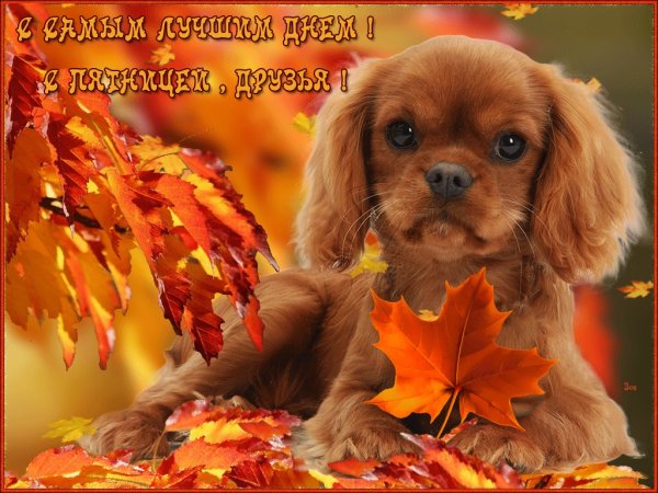 С осенней пятницей