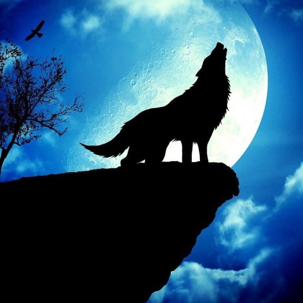 Воющий волк