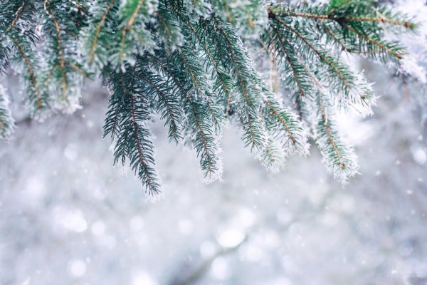 Заснеженная Еловая ветка