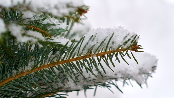 Еловая веточка со снегом Беларусь