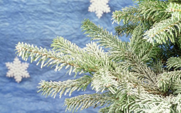 Обои елочка