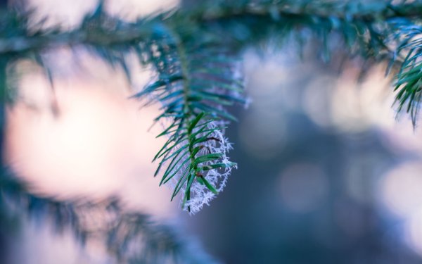 Еловые ветки в снегу