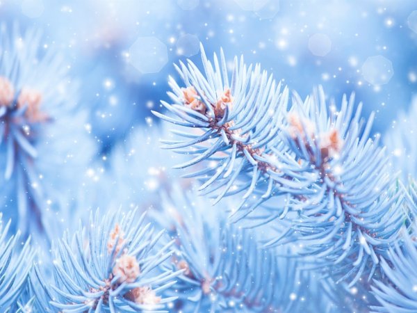 Обои на телефон зима