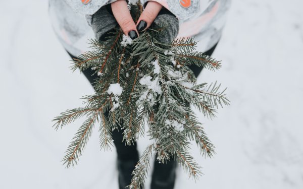 Фотосессия с еловыми ветками