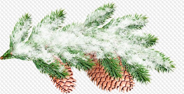 Еловые лапы в снегу