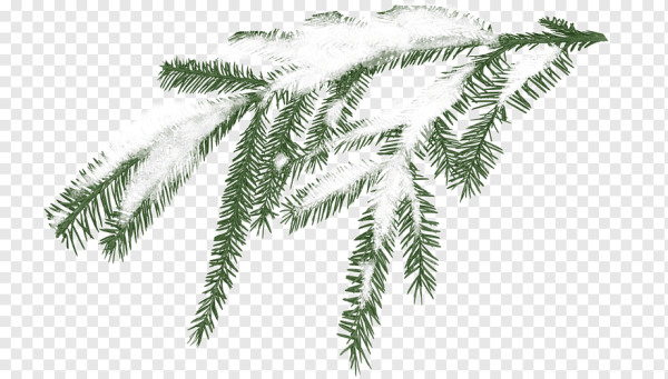 Снежные ветки на прозрачном фоне