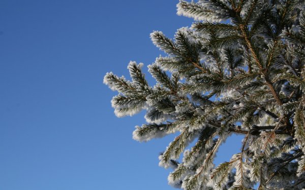 Ель в снегу