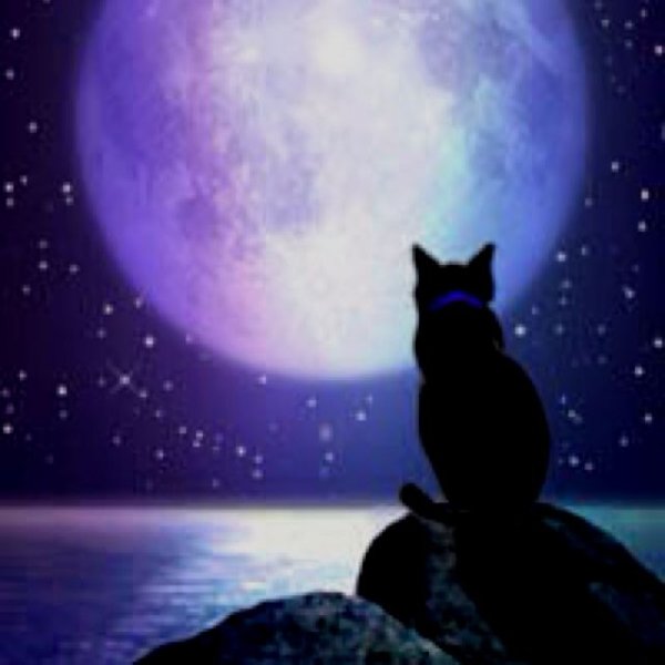 Коты при Луне