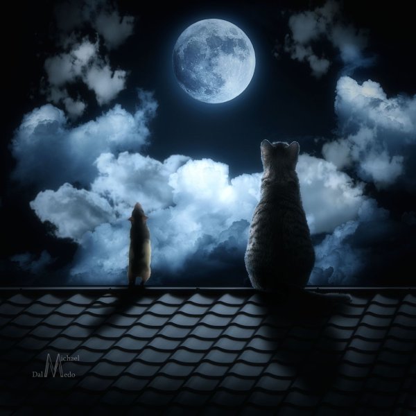 Кот на крыше ночью