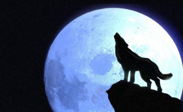 Тень волка воющего на луну