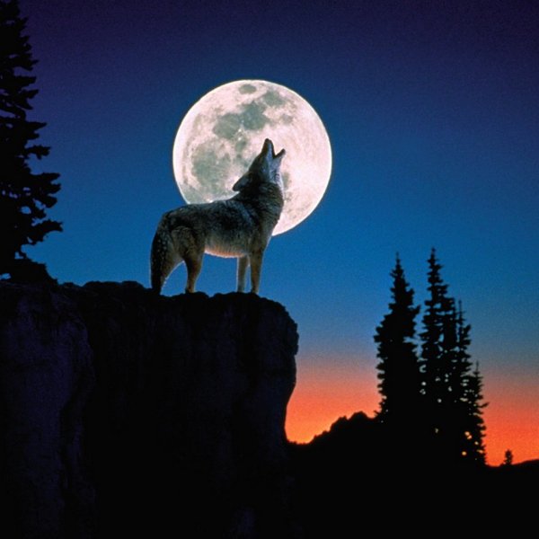 Волк воет на луну