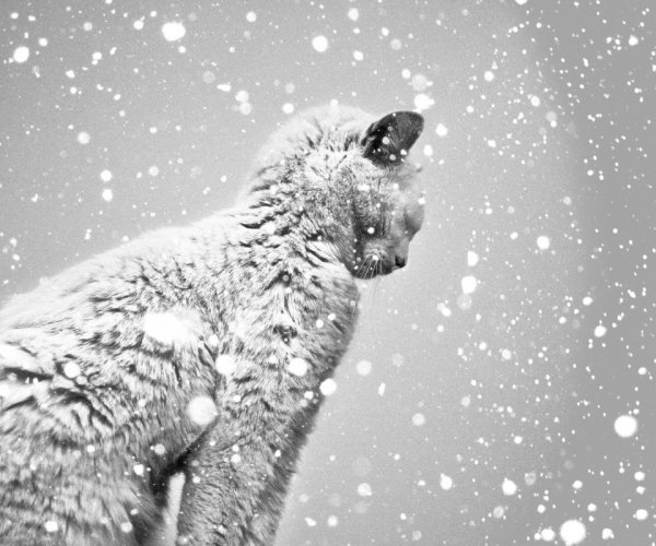 Грусть снег